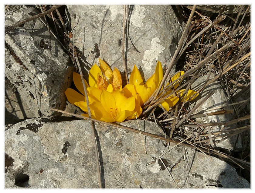 Sternbergia lutea(Cyclamen hederifolium, Biarum tenuifolium)